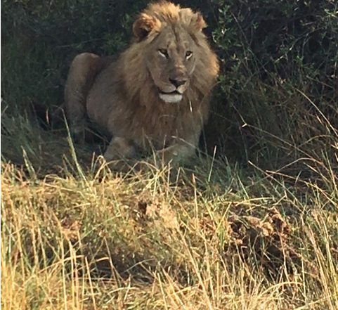 Patient spots lion while on African safari